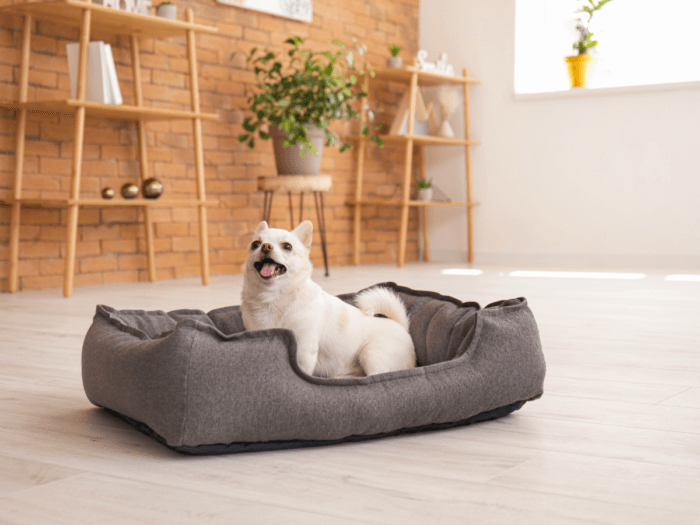 A small pet dog sits in his bed feeling comfortable in his new home