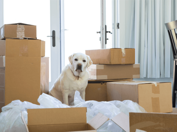 A pet dog sits with moving boxes in a new home