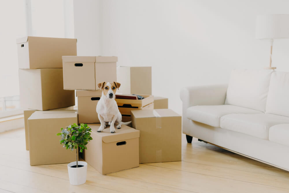 A Guide to Moving with Pets